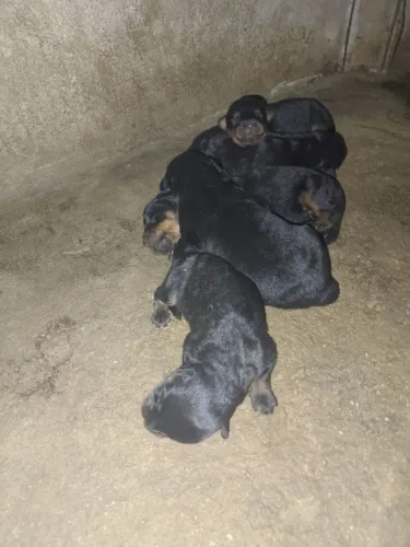 Filhote de rottweiler 