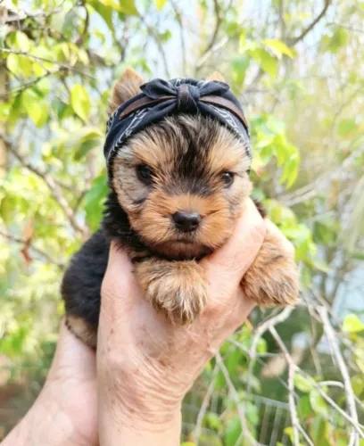 Yorkshire Mini Muito Fofa
