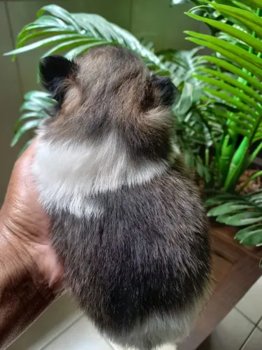 Animais
