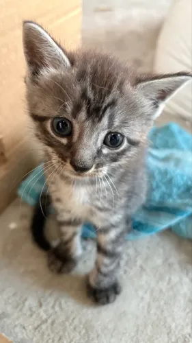Doação de gatos