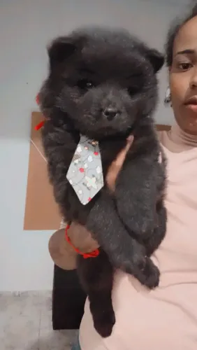 Filhote de Chow Chow pretinhos PURO