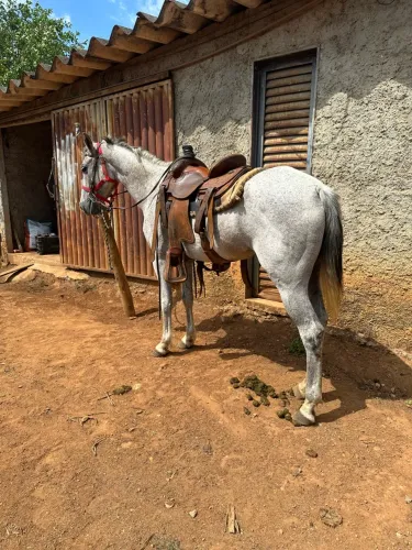 Égua Quarto de Milha pronta pra colocar em Qualquer modalidade