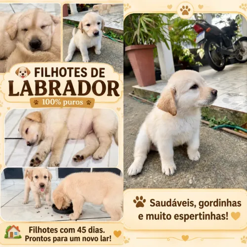 ? FILHOTES DE LABRADOR ? 100% PUROS ? Gordinhos, saudáveis e brincalhões!!! 