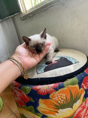 Adoção responsável