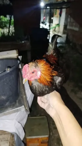 Galo garnize