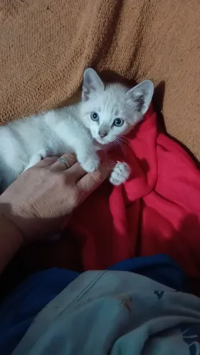 Doação 45 dias macho