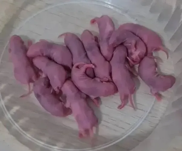 Ratos neonatos 