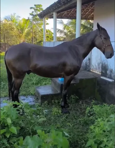 Cavalo mangalarga 