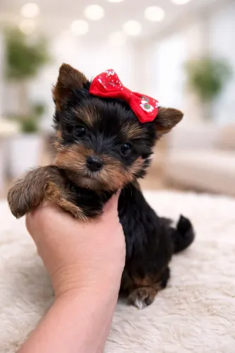 Yorkshire- Uma pequenininha pronta para ir para sua casa. Alegre, pêlo macio com Pedigree