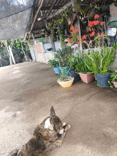 Chácara região de Pirenópolis