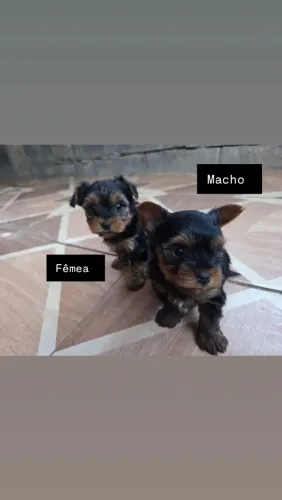 Filhote de Yorkshire fêmea ou macho
