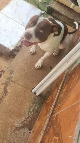 Estou doando pit pull adulto dócil 3 anos 