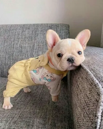 Buldogue francês