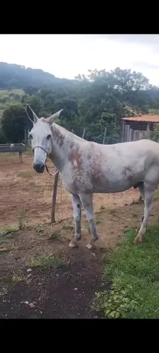 Burro excelente de Sela e puxa carroça 