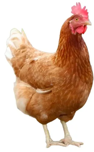 GALINHA CAPIRÃO 