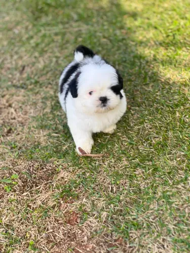 SHIHTZU MACHO FILHOTE