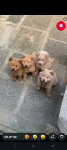 Filhotes de Chow Chow