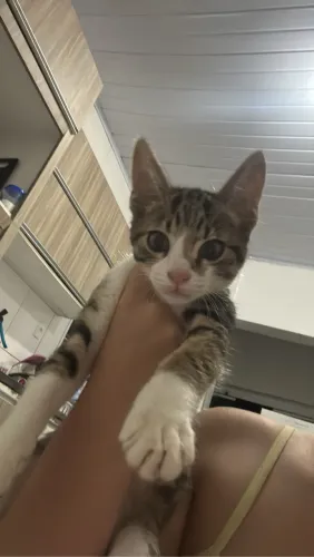 Doação de gatinho macho
