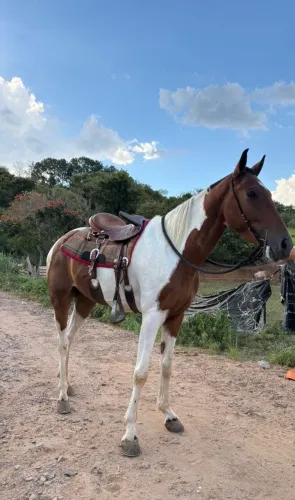 Cavalo