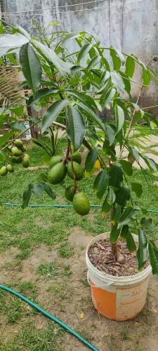 Cajarana Mirim