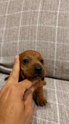 Vendo filhotes de O Dachshund