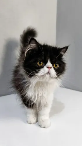 Filhote de Gato PERSA Macho Bicolor Vacinado