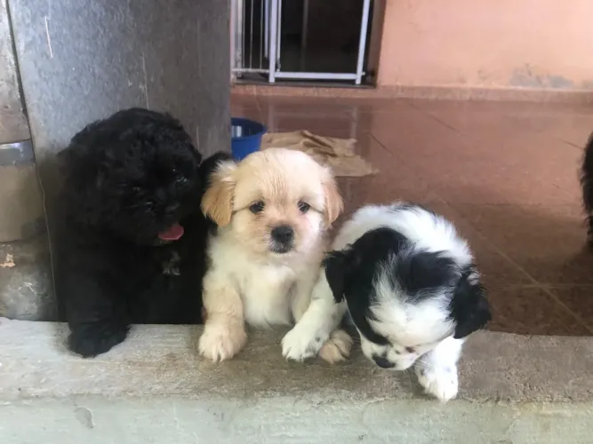 Lindo filhotes de Lhasa Apso