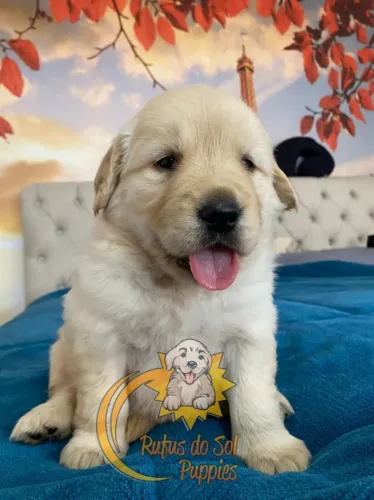 Golden Retriever Um vínculo que nasce no cuidado