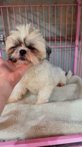Shih tzu femea adulta vacinada