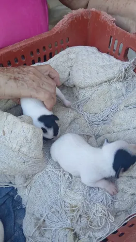 Vendo filhote de pinscher 1