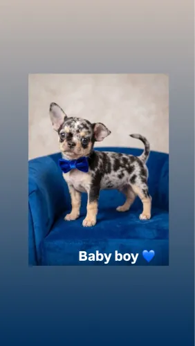 Chihuahua MACHINHO PROMO P DIA DOS NAMORADOS 