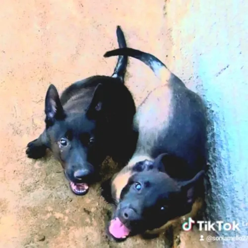 Fêmeas pastor belga malinois 