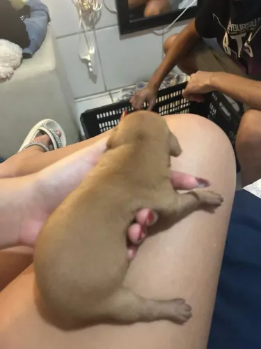 Cachorra miniatura pinscher