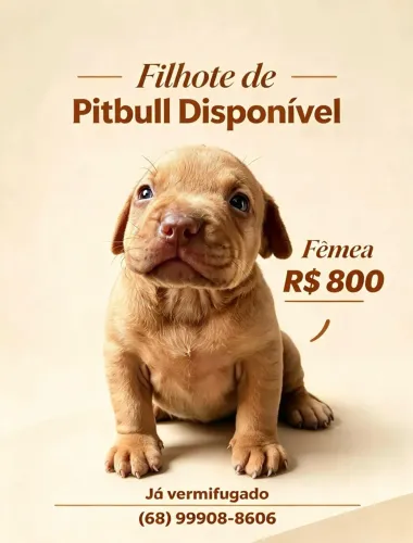 Linda fêmea de pitbull disponível
