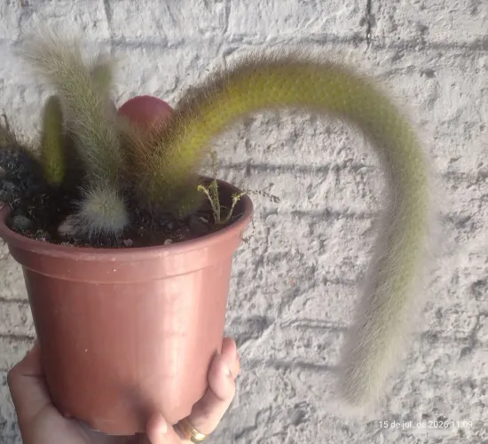 MUDA DE RABO DE MACACO BEM DESENVOLVIDA NÃO ACOMPANHA VASO