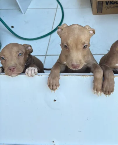 Filhote pitbul