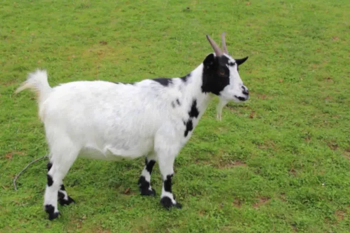 Vendo cabrito