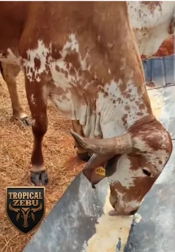 Vaca jovem gir leiteiro 2 cria filha de pais registrados 