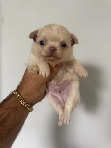 Chihuahua filhotes pelo longo á venda