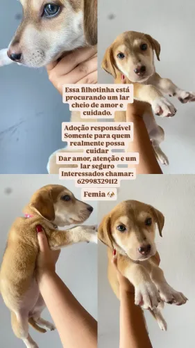 Adoção cachorra fêmea 