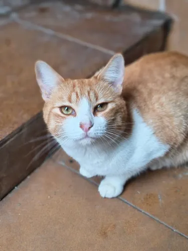 Gatinha amarela linda para adoção