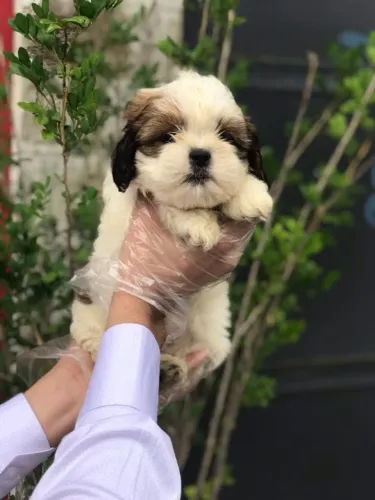 Leve Seu Filhote de Shih Tzu Hoje - Até 12x Sem Juros!