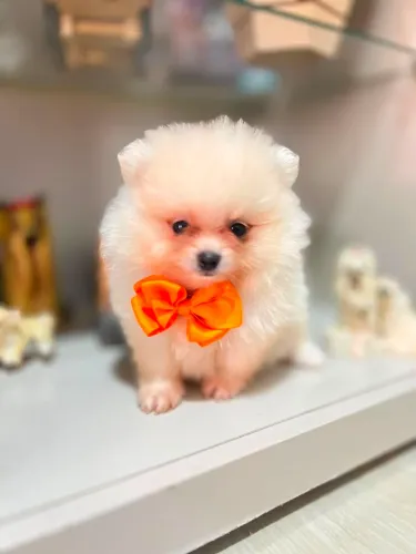 Spitz alemão