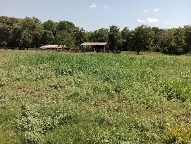 CÓD. 493  CHÁCARA À VENDA  26 KM DE CAMPO GRANDE