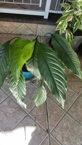 Plantas