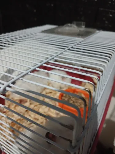 Hamster sírio