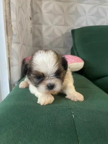 Cachorro Shih tzu macho