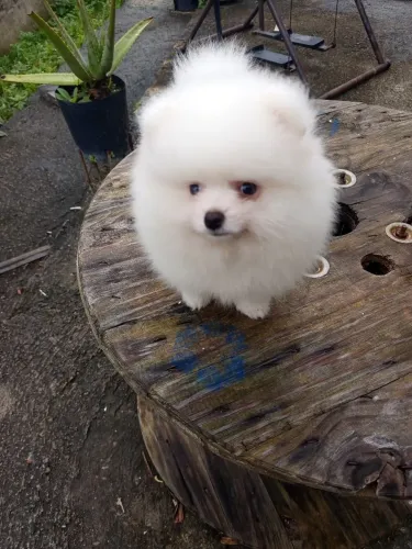 Filhote de Lulu Spitz alemão