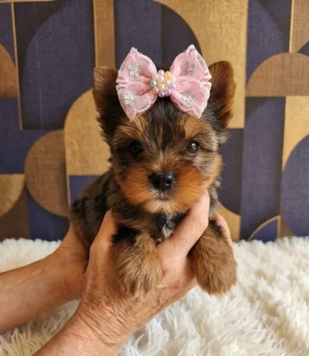 Pequena Yorkshire, Grande Amor