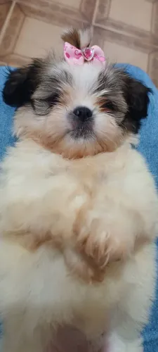 Filhotes De Shihtzu